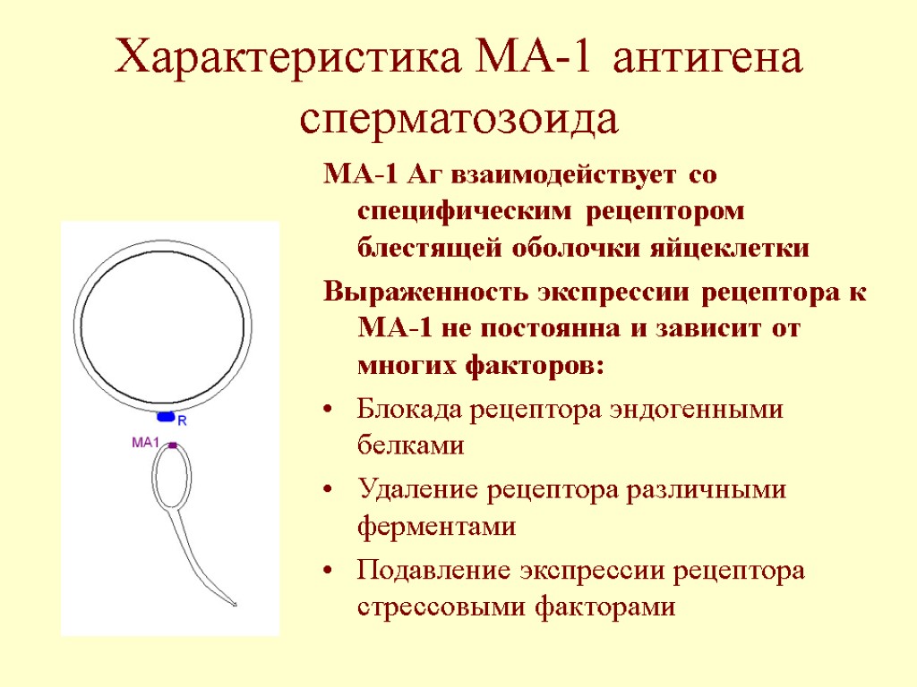Характеристика МА-1 антигена сперматозоида МА-1 Аг взаимодействует со специфическим рецептором блестящей оболочки яйцеклетки Выраженность